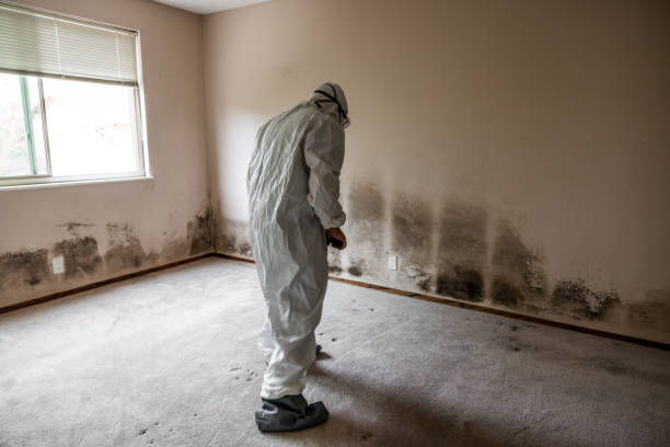 Best Mold Removal for HVAC Installations  in Sycamore, GA